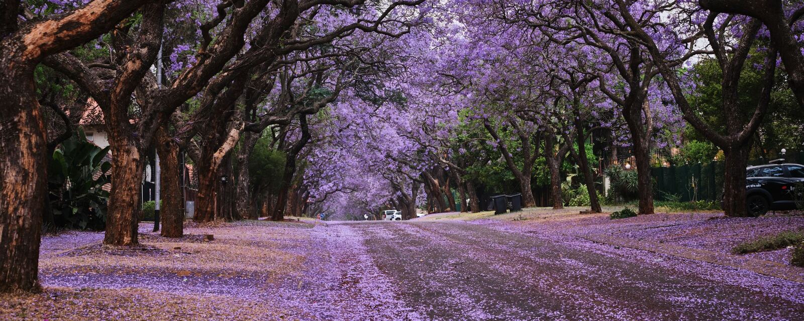 A jacaranda-lined street in Pretoria