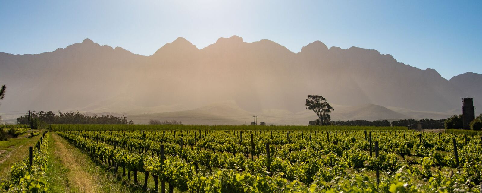 Vineyards and mountains near Stellenbosch